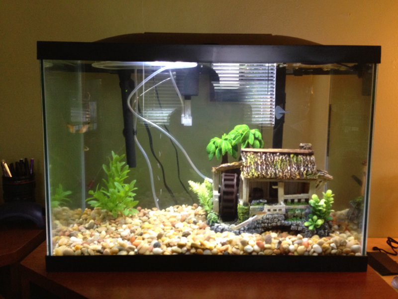Here it is! Needs a back drop still! I just put in small wisper filter from an empty tank just to move a bit more water :)