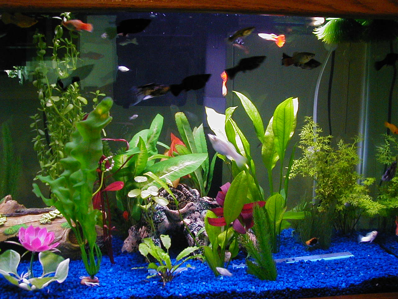 Here's a less zoomed picture.  There are some guppies, mollies, and platys.  Some plants are real and some are fake.  Slowly moving to all real and di