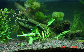 Here's a nice shot of my driftwood, which is in the center of my tank.