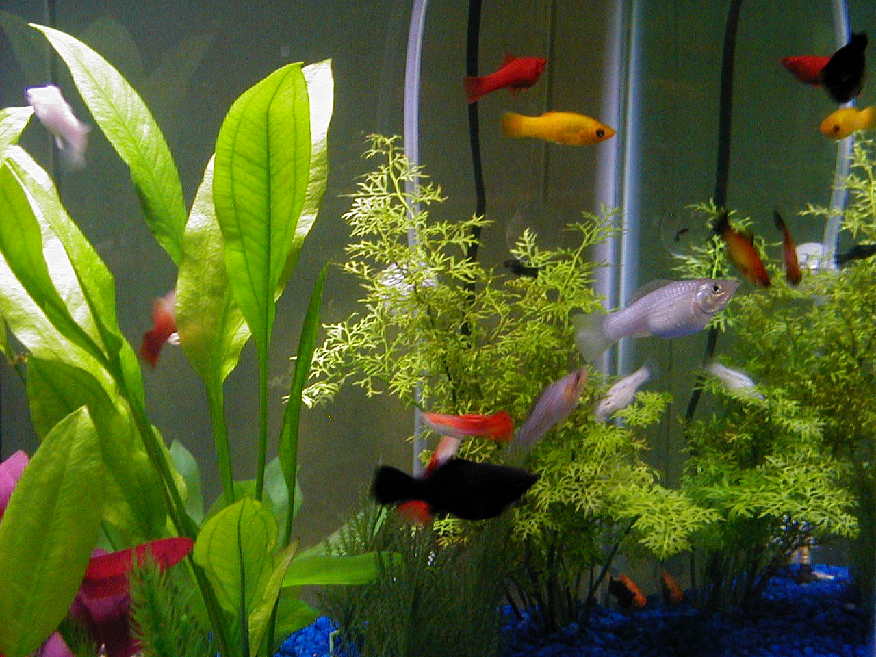 Here's a nice shot showing 24k Gold molly, black molly, silver molly, firefly platy, red velvet platy, tuxedo platy, tequila sunrise platy, and guppy 