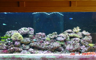 Here's an updated photo of my 165 gallon reef tank.
