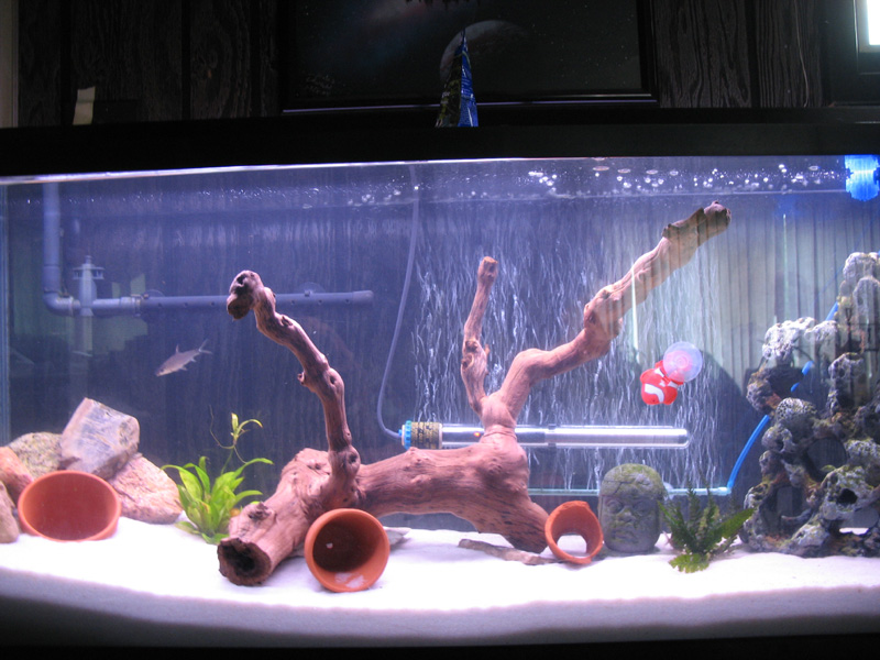 heres the tank after 2 weeks and i added driftwood, rock statue on right, and a plant
