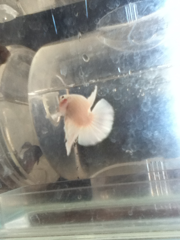 Here's whitey showing of his tail , halfmoon plakat male