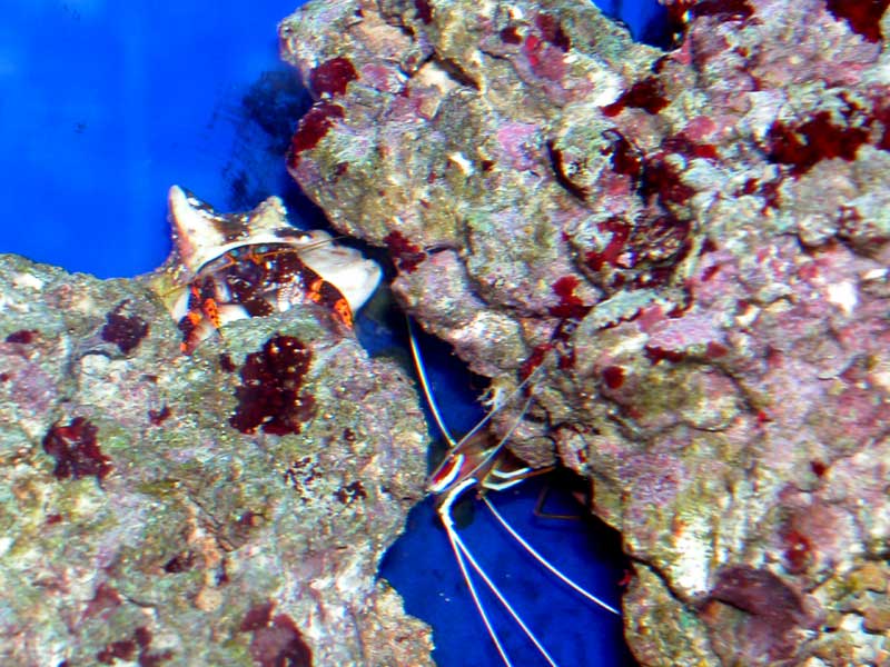 Hermit Crab Type Unknown
Cleaner Shrimp