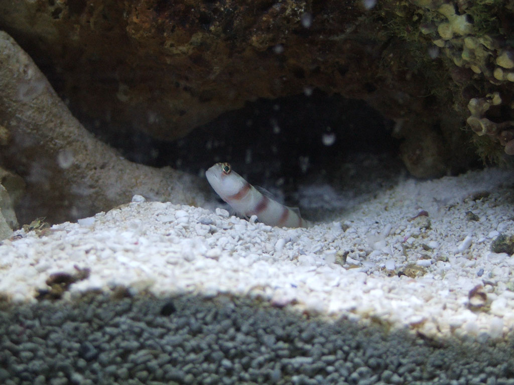 hes a steinitz goby i got from liveaquaria.. I named him after Kobe Bryant, since hes my favorite b-ball player