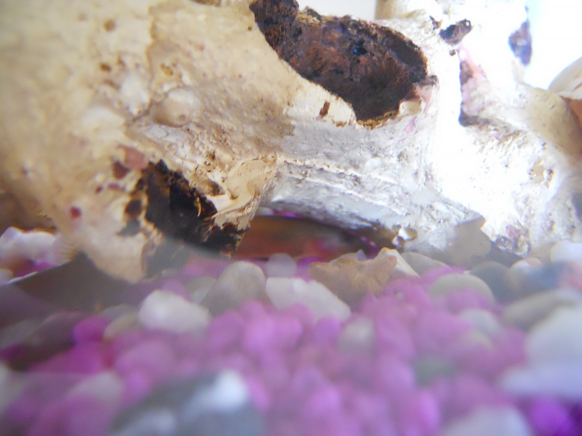He's really hard to see, but that brownish/redish thing under the log is my Kuhli Loach, Loki.
