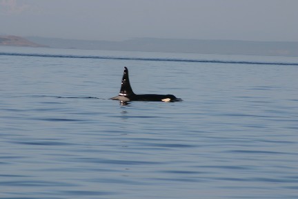 Hey guys, I took this shot while I was on a whale watching tour in the San Juan Islands, NW of Seattle.