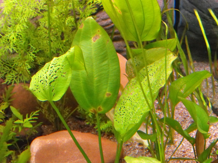 Holes in the leaves have been caused by a hungry L333 Pleco.  I should have waited until the tank was more established before adding.  Better still ge