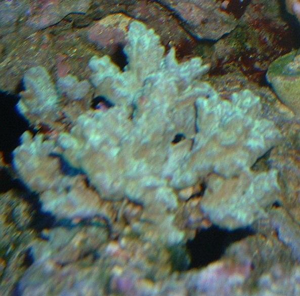 Horn Coral