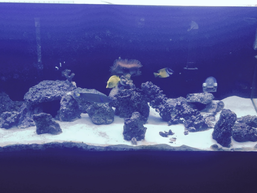 How my Tank looks as of 1-23-2015!
