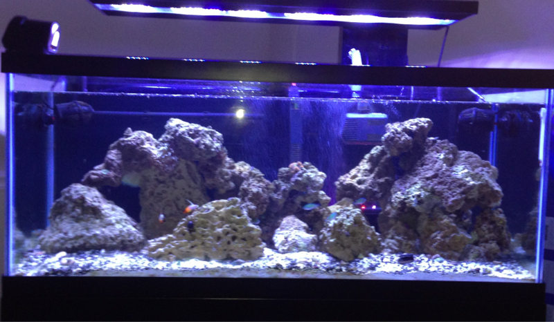 Hung my fixture, added an auto feeder, changed my skimmer, & installed a bubble light strip