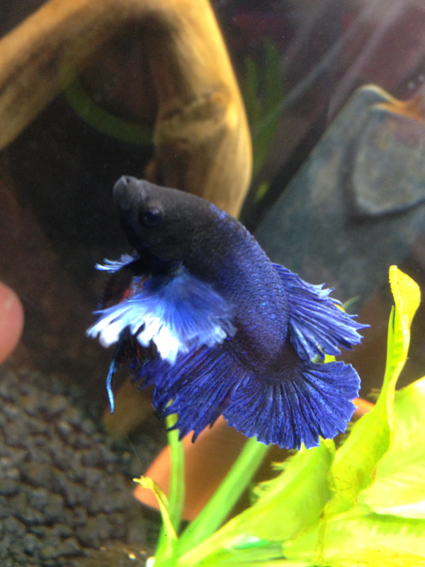 I actually got a good picture of him! you can see the specks of color on his ventrals