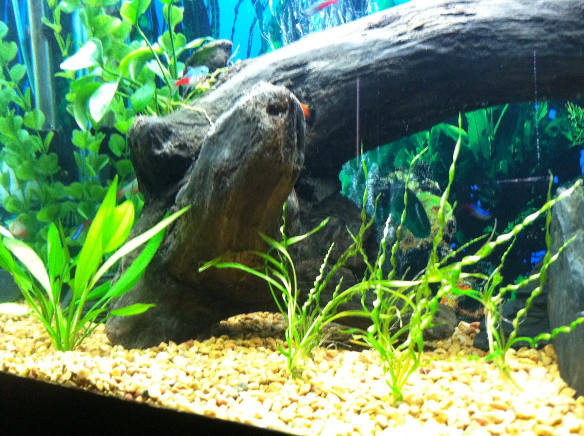 I call this the fort.  Is almost like a cave under the driftwood, another spot for fry to chill as the Dwarf Sag fills in.  Right now my Pleco likes t