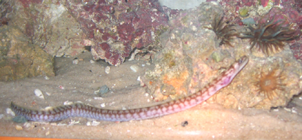 I found this eel in 70#'s of rock I got from liverocks.com