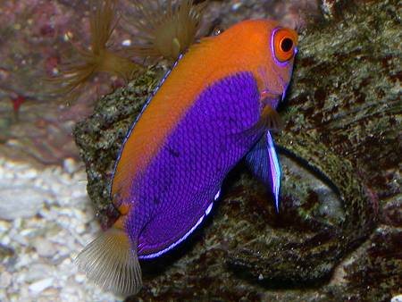 I had this fish for about 3 weeks to a month, one of my favorite all time fish. Unfortunately it aquired a taste for button polyps and SPS corals :(