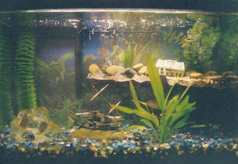 I have a Freshwater Figure Eight Puffer, Electric Yellow Chiclid, and a Dwarf Sucker. In front is a Argentine Sword.