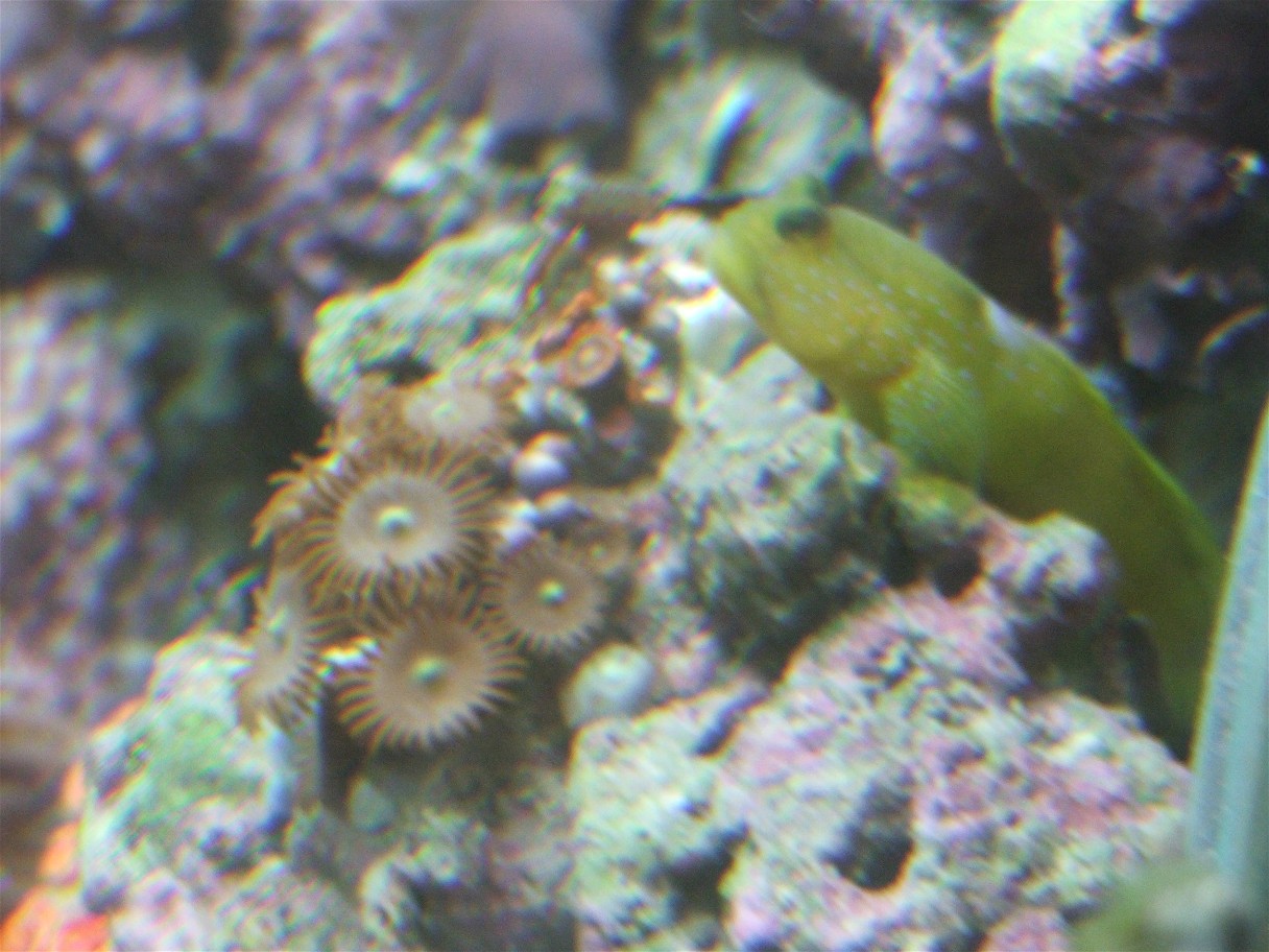 I love this pic althogh I could get the focus perfect.  The goby loves to hang out by this zoo colony and wait for me to give in and feed him.  He's o