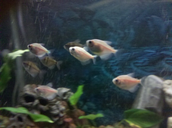 I miss this shoal of skirt tetras. They schooled nicely together a few times a day.