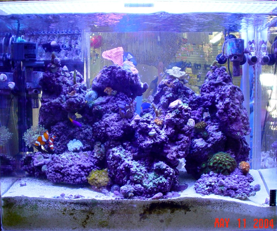 I thought I would add an updated shot of my tank since I haven't done it in so long.  For some reason, I have trouble taking full tank shots and then 