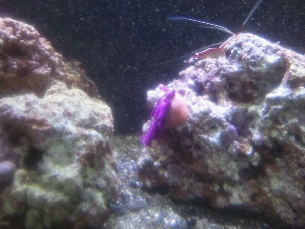 I took this on 10/18 at 4:30pm... what is wrong with my anemone!