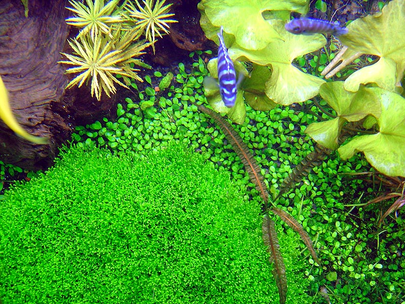 I was cleaning my tank this morning and noticed that I had a pretty good view of the Riccia and surrounding plants through the open lid.  My Ps. demas