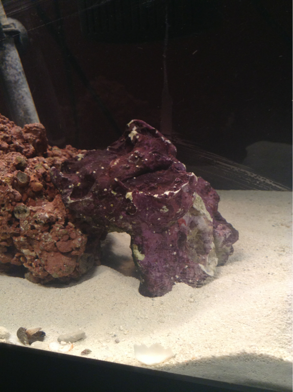 I'm hoping this coraline covered rock will seed the tank quickly.