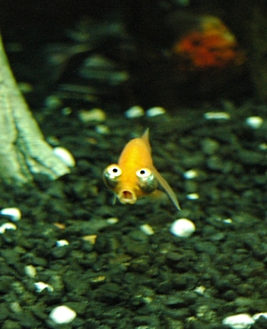 I'm telling you...get a Bubble Eye or Celestial goldfish, they are too much fun.