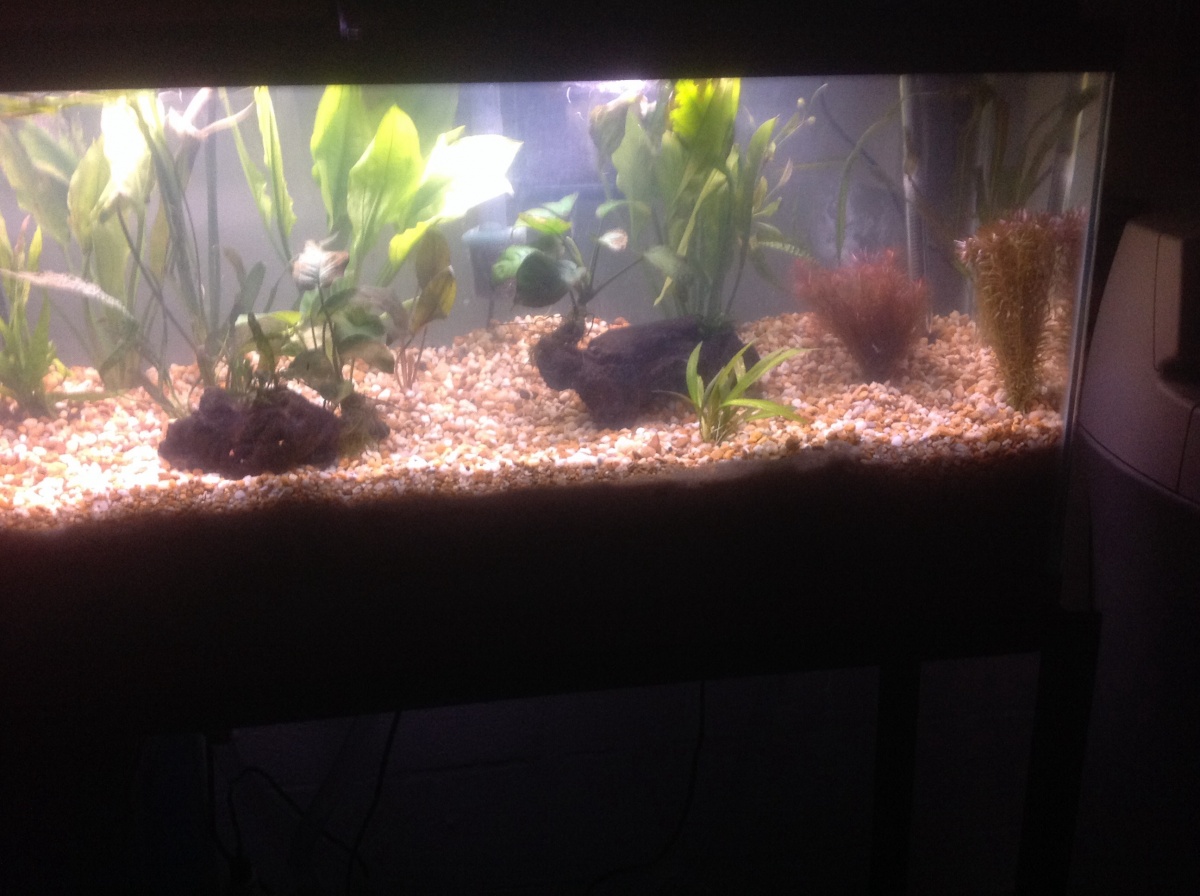 image: 7 Phase 1 complete. Will add more plants later, but this is where I am so far.