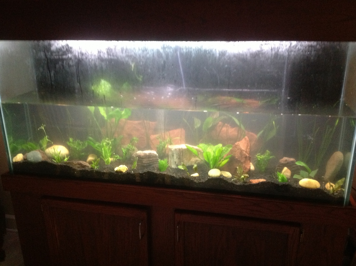 image: I painted the back black and added Amazon soil, rocks, a few plants, a power head, bacteria and an air stone. I filled the tank up 50% to check