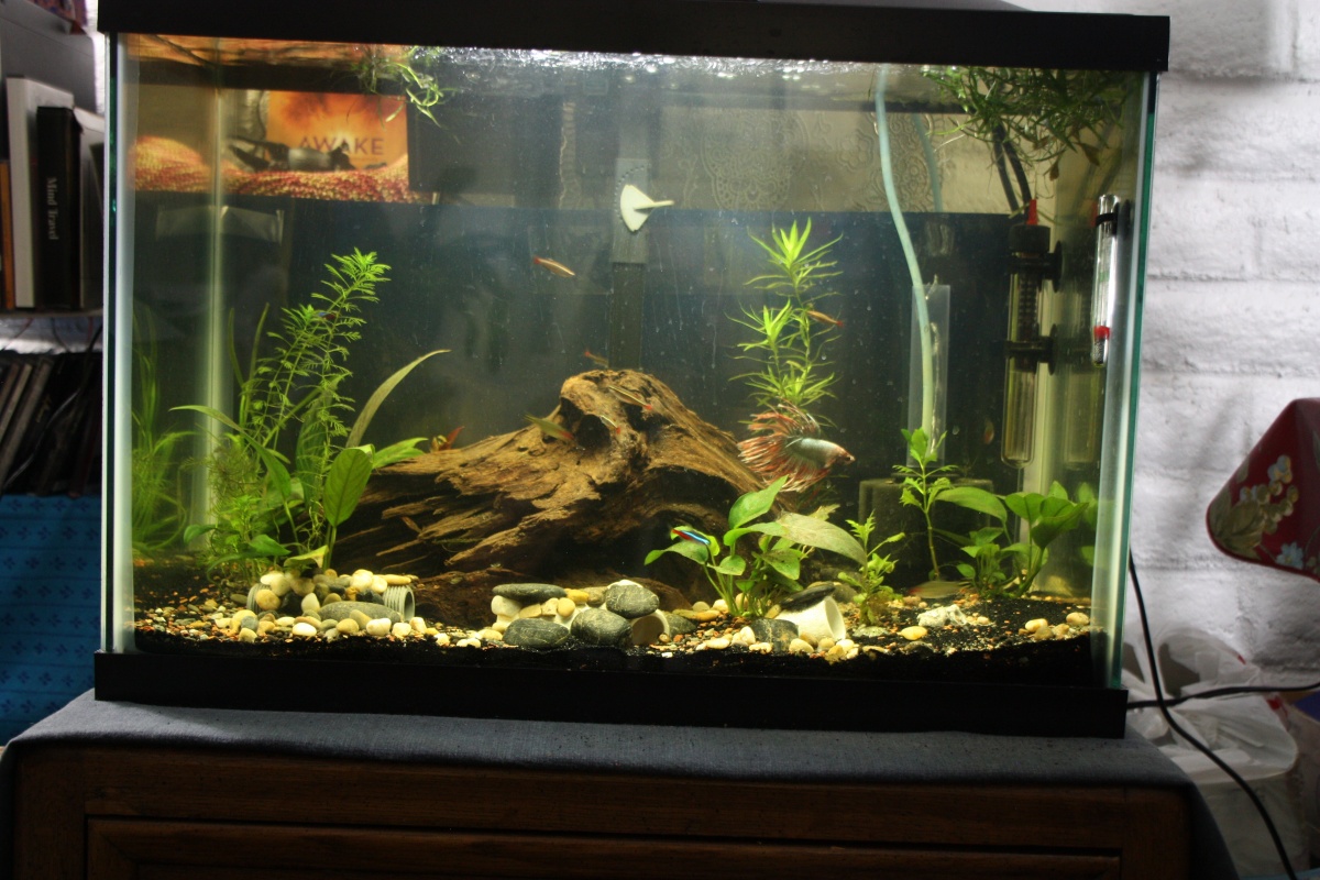 IMG 5246 - The new 20 g.  Water a bit stained from the Malaysian driftwood but fish don't care.
