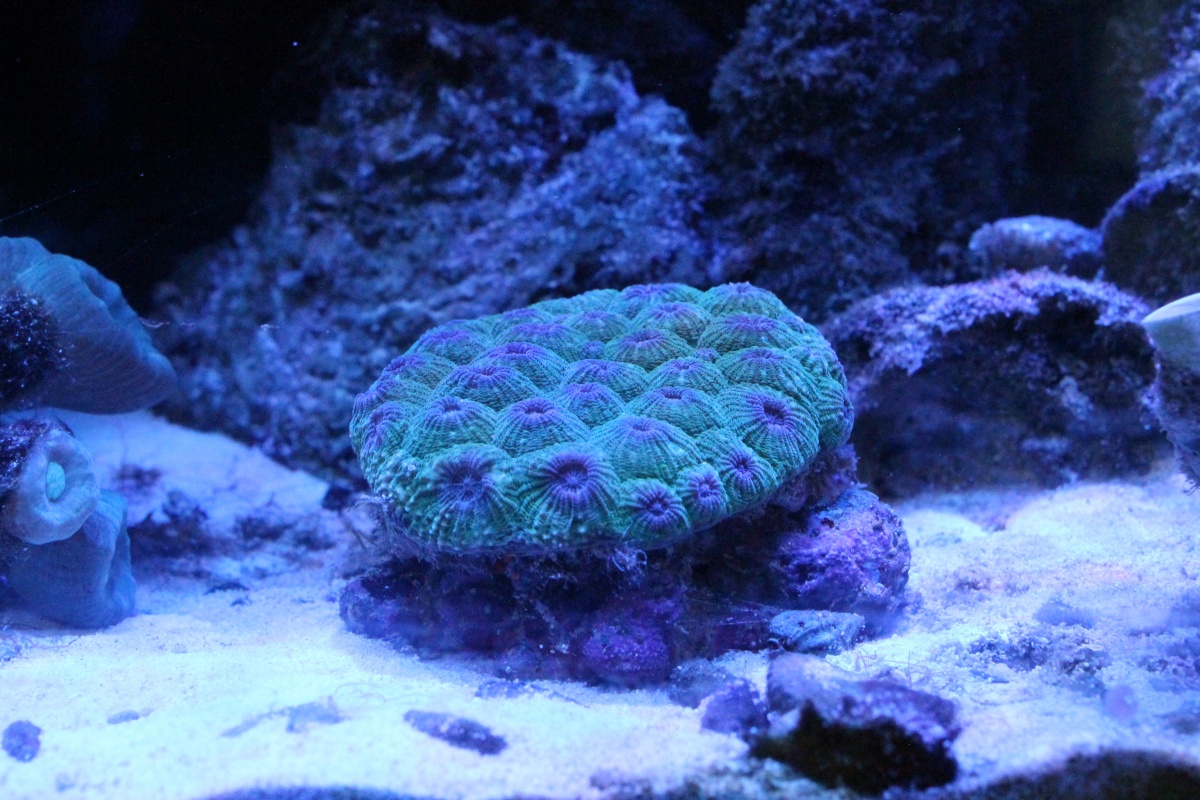 Indonesia Hexagon Coral
