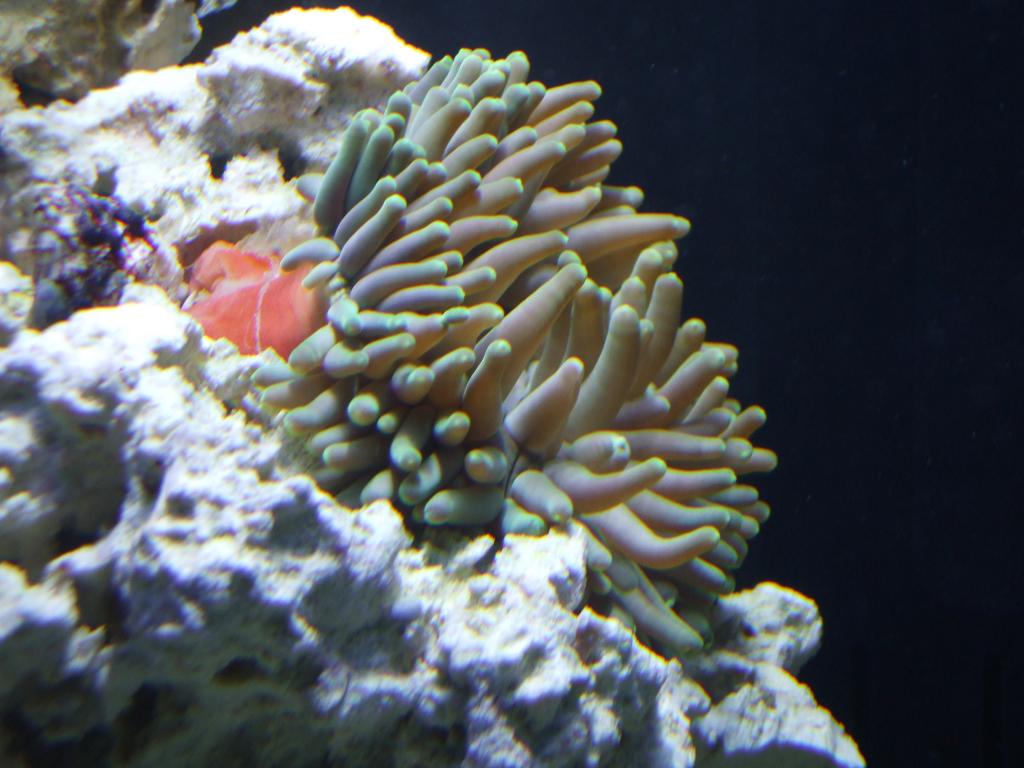 Introduced to host clownfish.  They haven't showed interest so far.