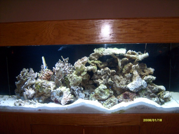 Jan 2008 - Very few fish right now.  Convict Gobi is rearranging the sand daily.