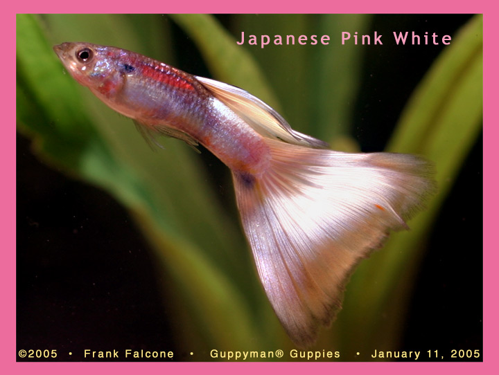 Japanese Pink White Guppy