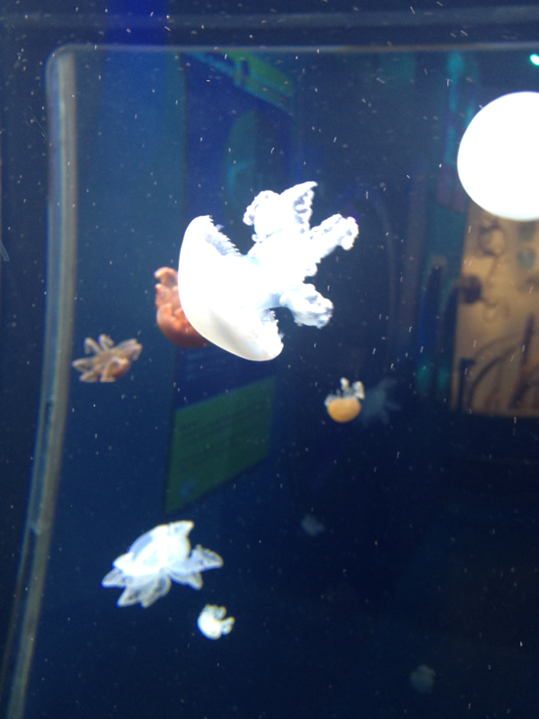 Jellys at mystic aquarium