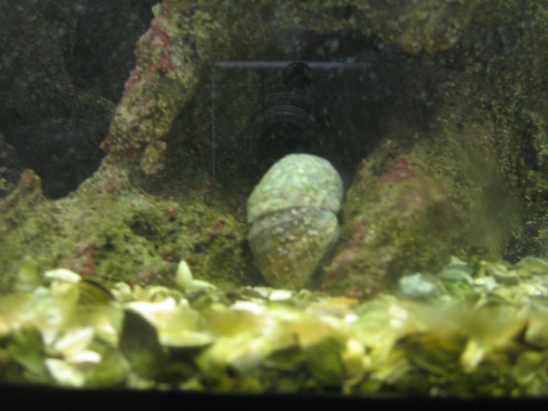 Jumbo Snail