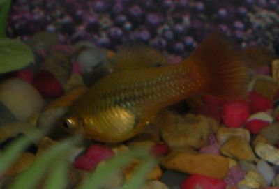 Just a regular Assorted Platy that I picked up so my Mickey Mouse could have a companion.....