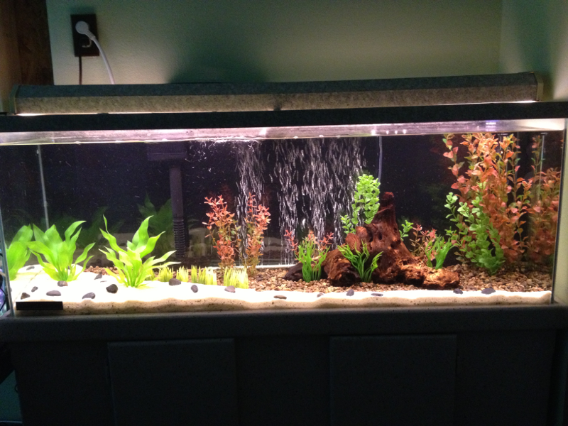 Just finished setting up my 50g tank!! :D