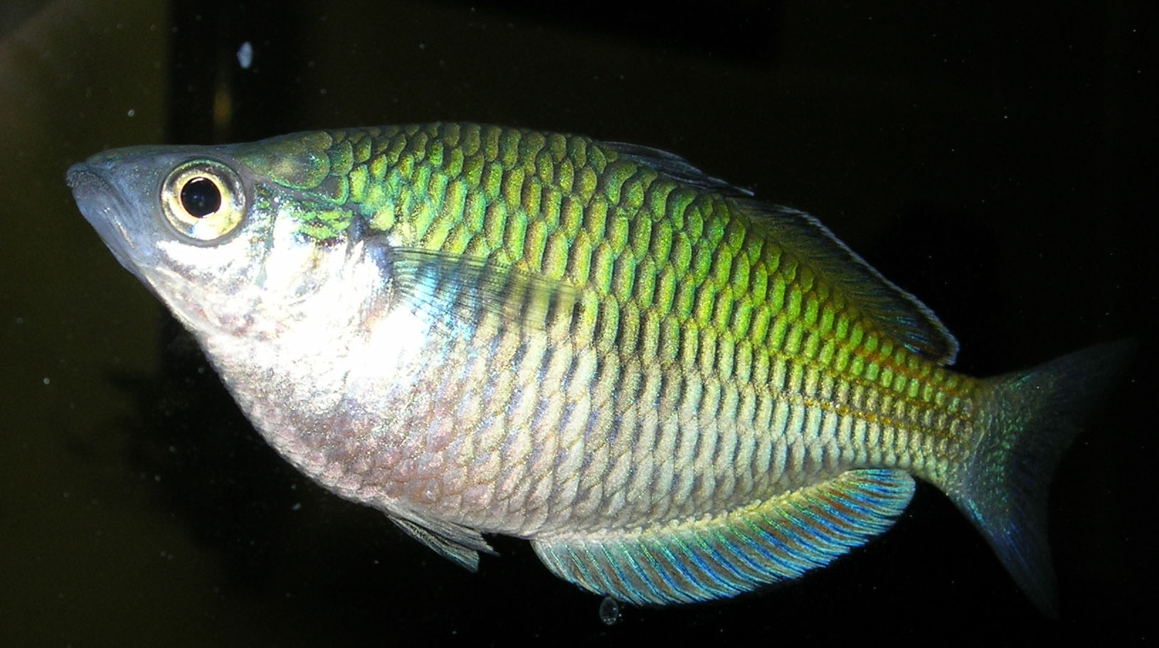 Just got a new camera, going to upload all the new photos!
This is Bo, my BOesaumi rainBOw fish.  no pun intended... really... 
*drips sarcasim*
200 I