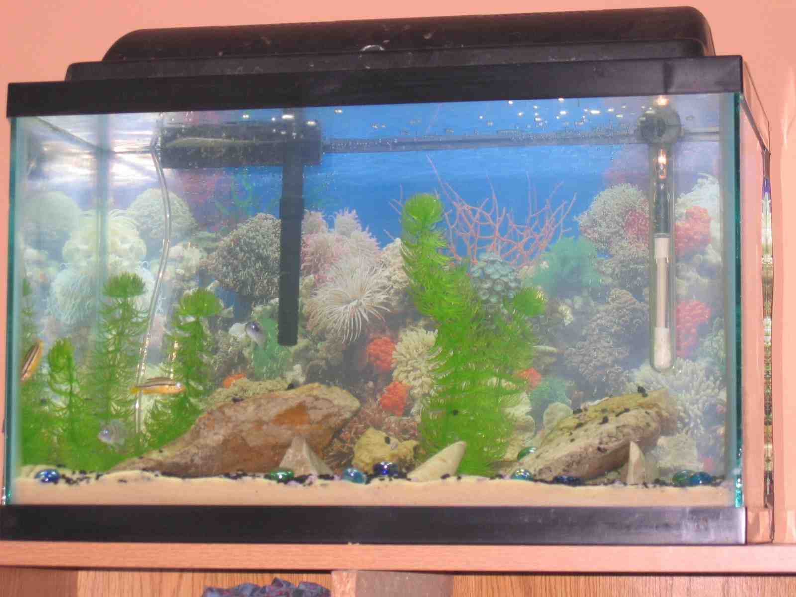 Just got this tank setup today (OCT 1, 2003)  It is a ten gallon tank.  It has a sand substrate and currently has six cichlids.  Three Auratus and thr