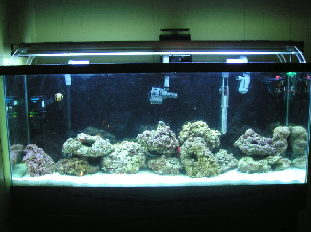 Just so you guys know I am a little crooked not the tank :) Still figuring out the whole camera thing