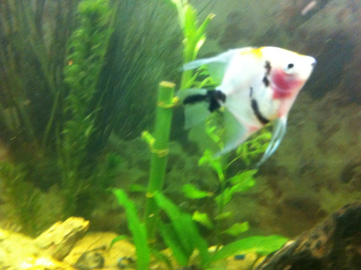 koi angel 
died
(all that died are from same pet store and died within days, tested water and paramiters were perfect, sad)