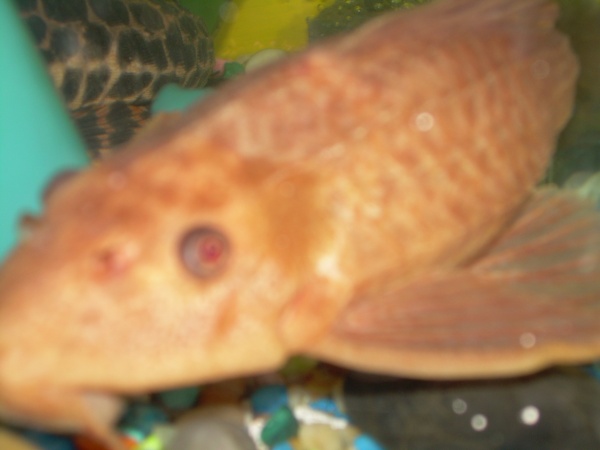 Kratos, my Albino Chocolate, who is no longer with us