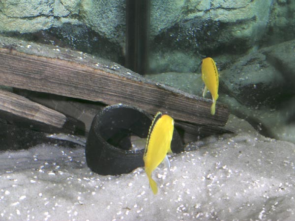 Labidochromis caeruleus (yellow lab)