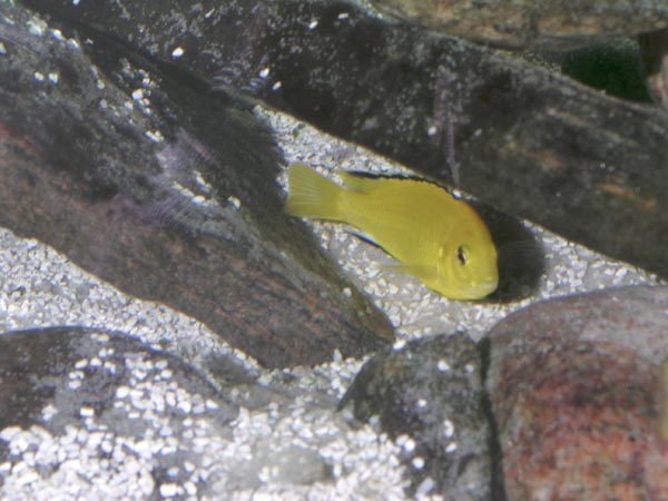 Labidochromis caeruleus (yellow lab)