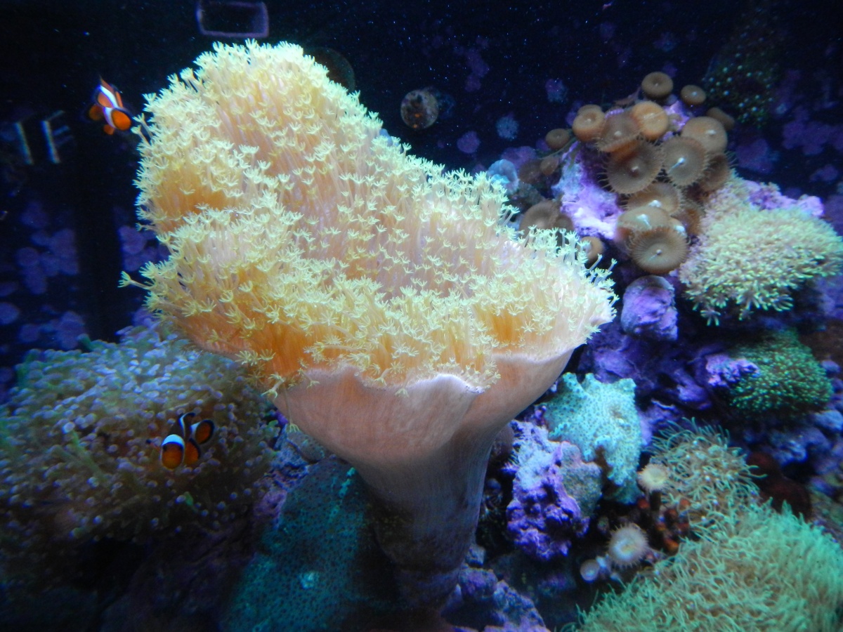 Leather Coral - the star of the tank