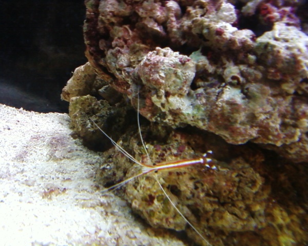 little cleaner shrimp