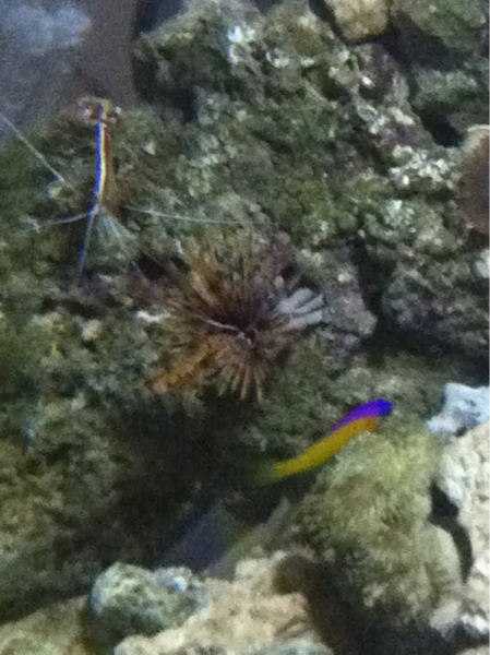 Little dotty and a cleaner shrimp lol