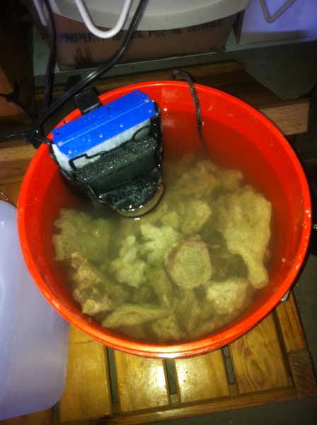 Live rock rubble for my sump!