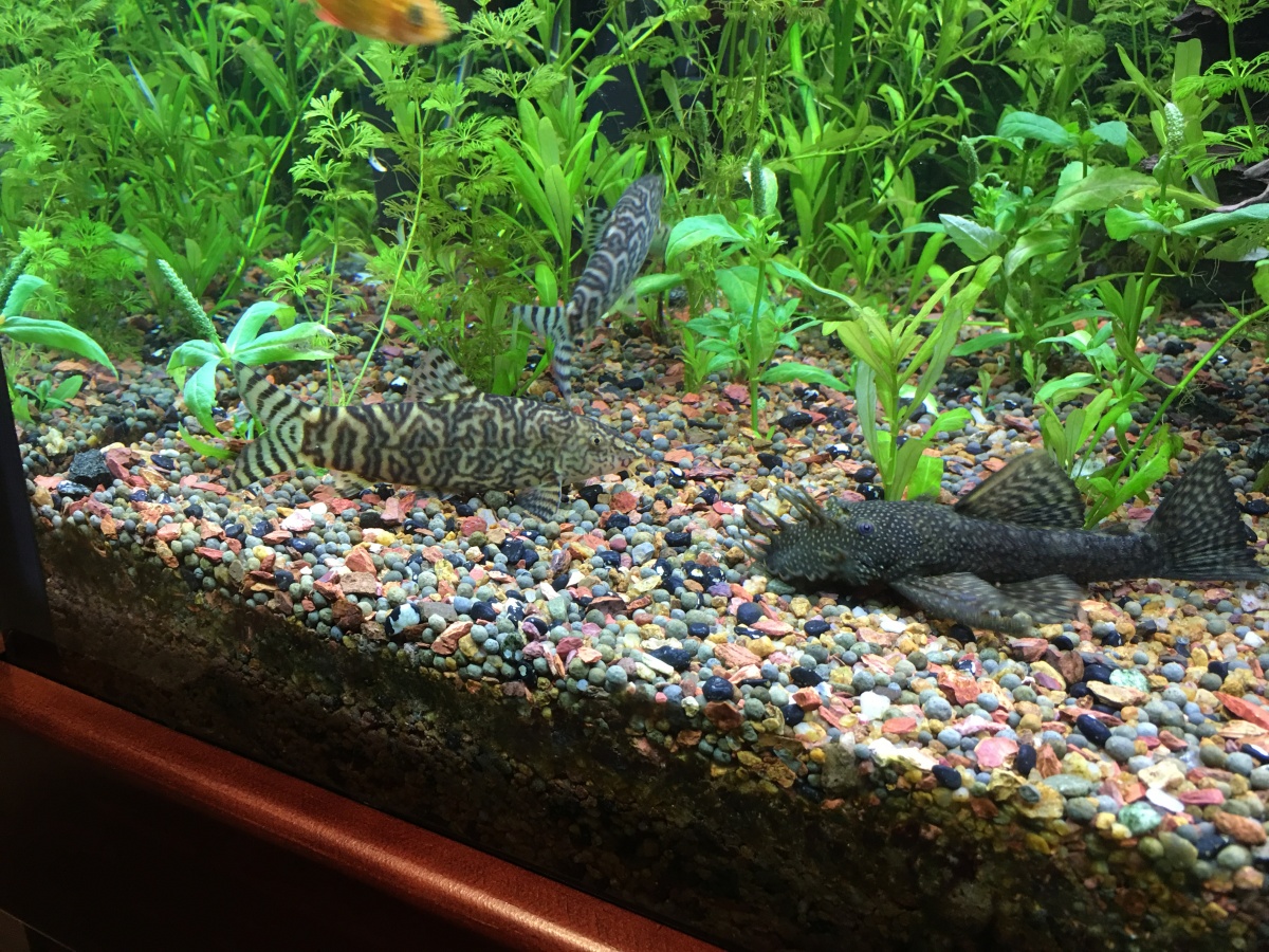 Loach and catfish
April 2016